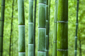 楠竹林
