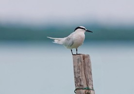 白鸟