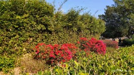花奔
