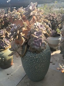 花卉鲜花