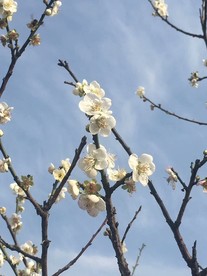 花卉鲜花