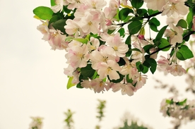 海棠花