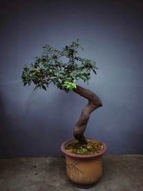 盆景植物 造型线条 园林装饰