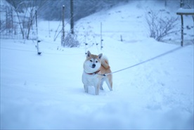 雪中的小狗