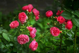 玫瑰鲜花