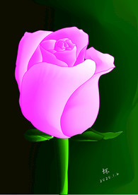 玫瑰花