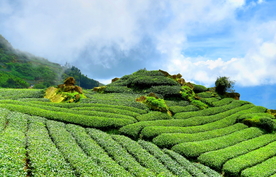 茶树茶田美景