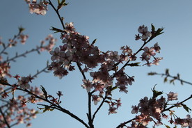 逆光的樱花特写