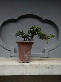 盆景 装饰 园林 枝桠 线条