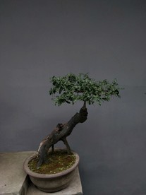 盆景 装饰 园林 枝桠 线条