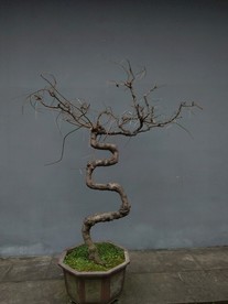 盆景 装饰 园林 枝桠 线条