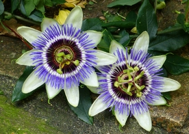 蓝色的西番莲鲜花