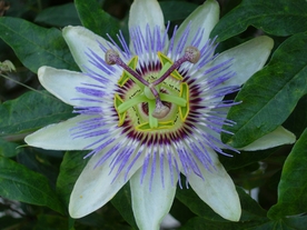 蓝色的西番莲鲜花