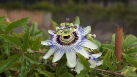 蓝色的西番莲鲜花