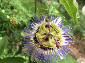 蓝色的西番莲鲜花