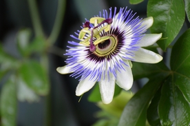 蓝色的西番莲鲜花