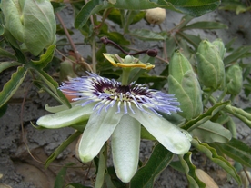 蓝色的西番莲鲜花