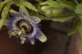蓝色的西番莲鲜花
