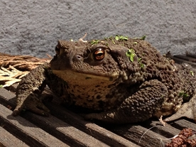 癞蛤蟆