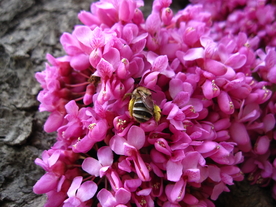 勤劳的蜜蜂