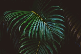 绿植背景