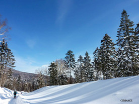 草原 林海雪原 牛羊 雪 樟子
