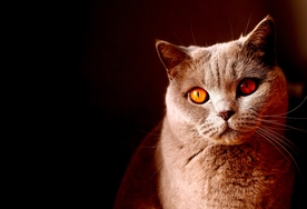 蓝猫