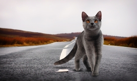 马路上的猫