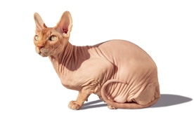 斯芬克斯猫