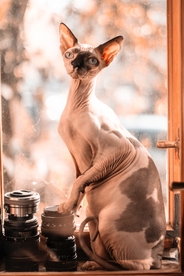 斯芬克斯猫