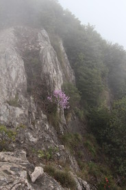 山间的紫色花