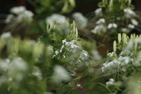 绿色花草