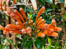 鲜花 花束