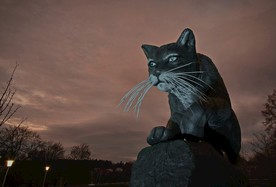 野猫