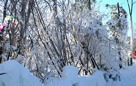 雪飞舞