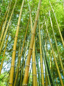 苍翠的竹子