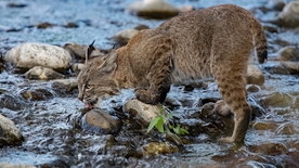 山猫猞猁野生动物背景