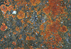 墙面材质效果图片