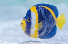 海水鱼 鲽鱼