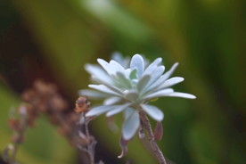 芙蓉菊