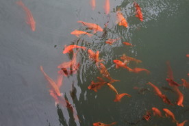水中的锦鲤