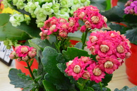 长寿花