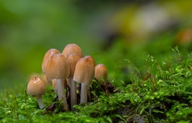 小蘑菇