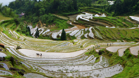 美丽的梯田景观