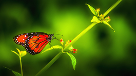 花丛中飞舞的蝴蝶