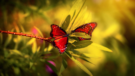 花丛中飞舞的蝴蝶