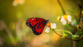 花丛中飞舞的蝴蝶