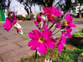 报春花摄影美图