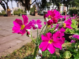 报春花摄影美图
