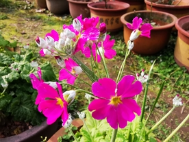 报春花摄影美图